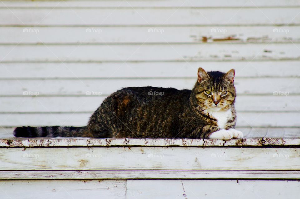 Cat on porch