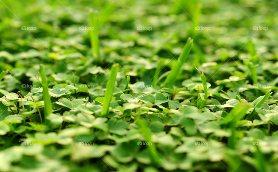 Leaf, Flora, Garden, Growth, Grass