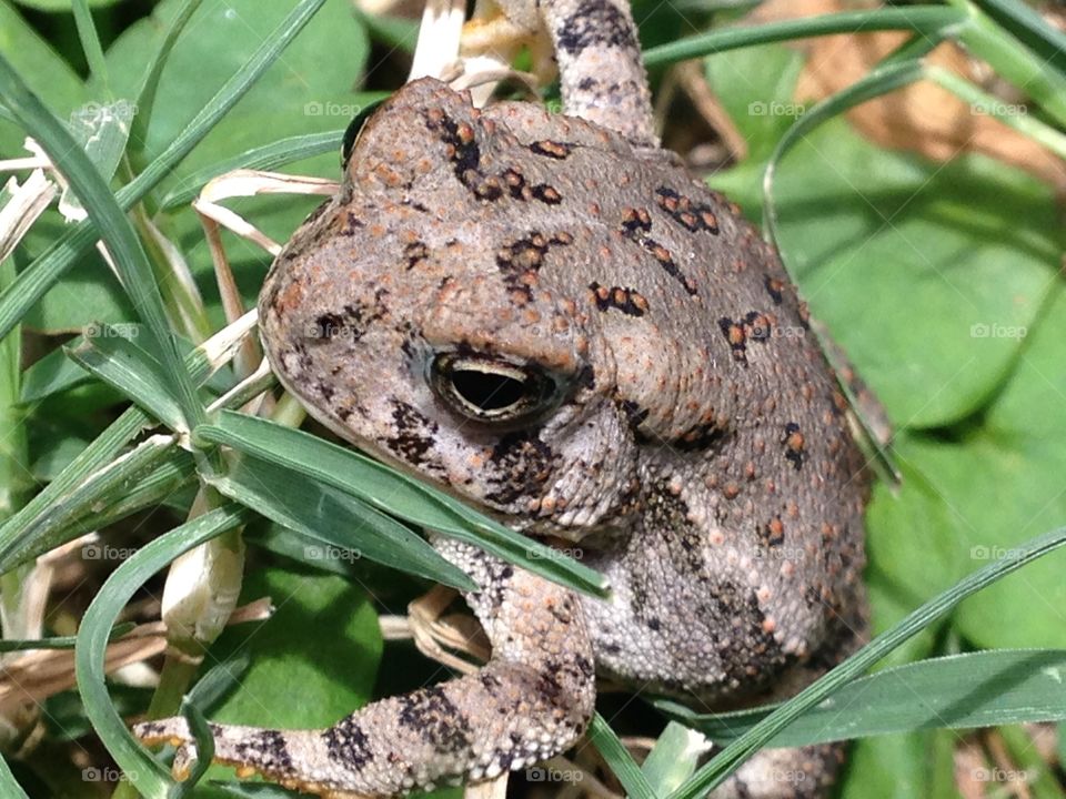 Backyard creatures. Frog in the backyard