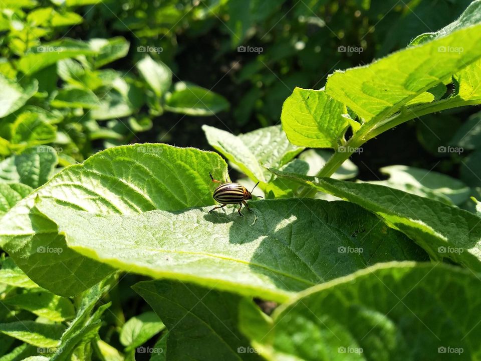 The Colorado potato beetle (Leptinotarsa decemlineata), also known as the Colorado beetle, the ten-striped spearman, the ten-lined potato beetle or the potato bug. Pest on potato leaves in the farm