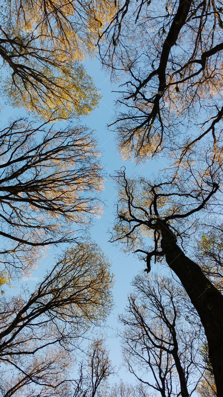 Looking Up