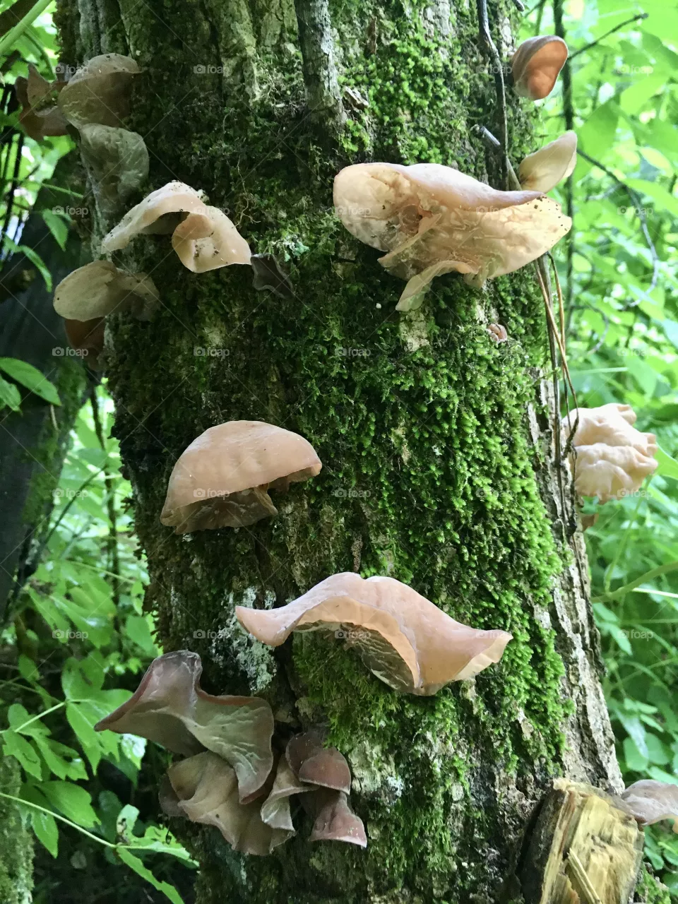 Nature
