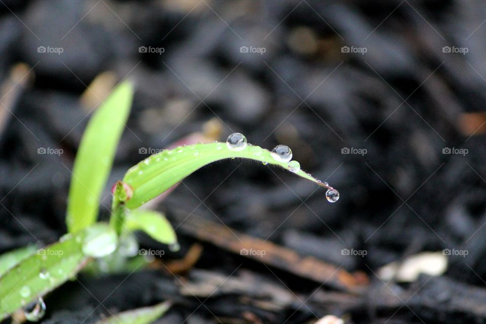 Rain drops