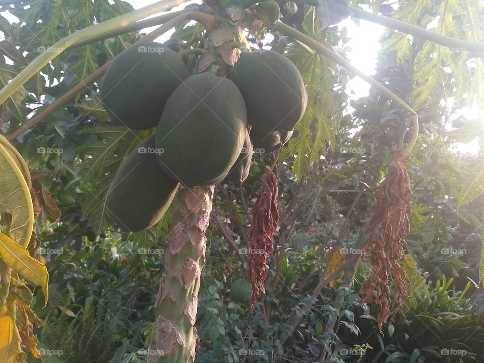 papaya organic