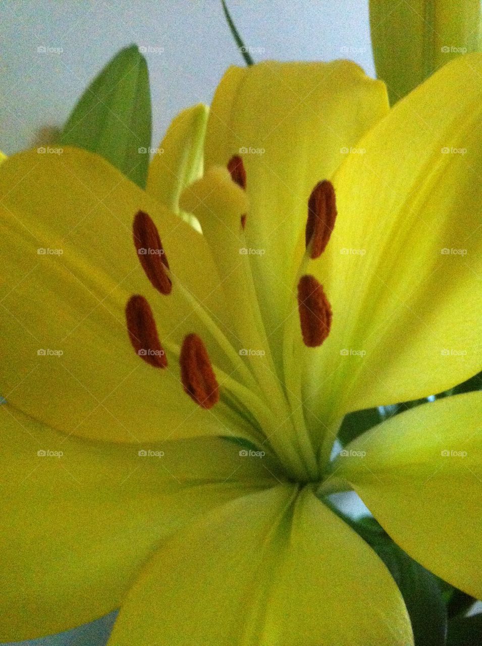 Yellow Lilly 