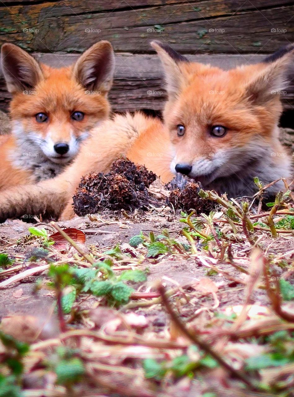 Animals.  Wild animals.  Two red fox cubs lie in the sun near an old house