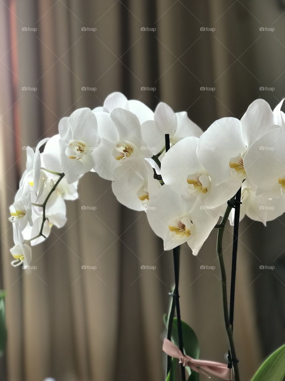 White orchid 