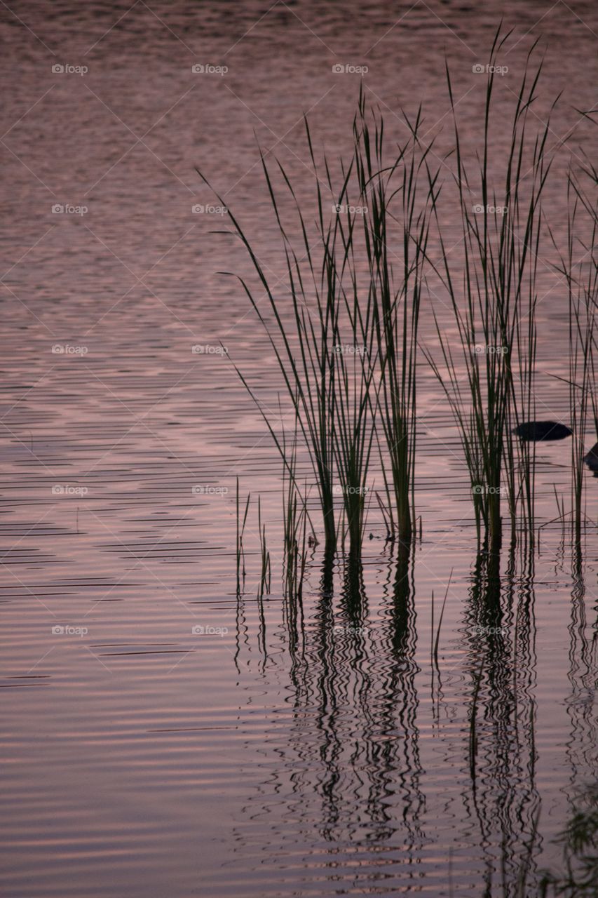 Sunset on the lake