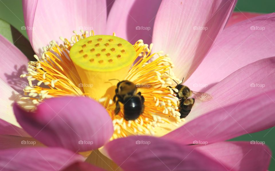 Bees Collecting Pollen and Nectar from A Lotus