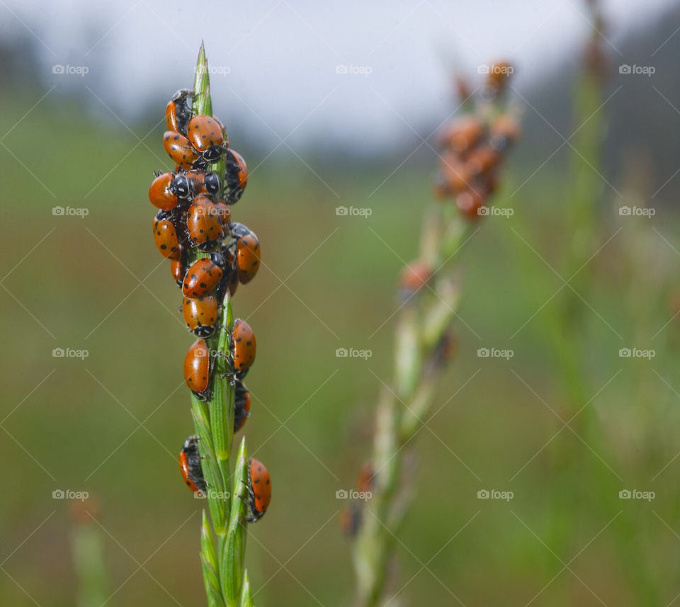 Ladybugs gather in a field in the Arizona mountains.