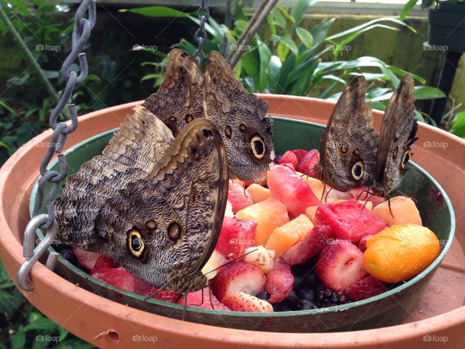 Yellow-edged Giant Butterfly