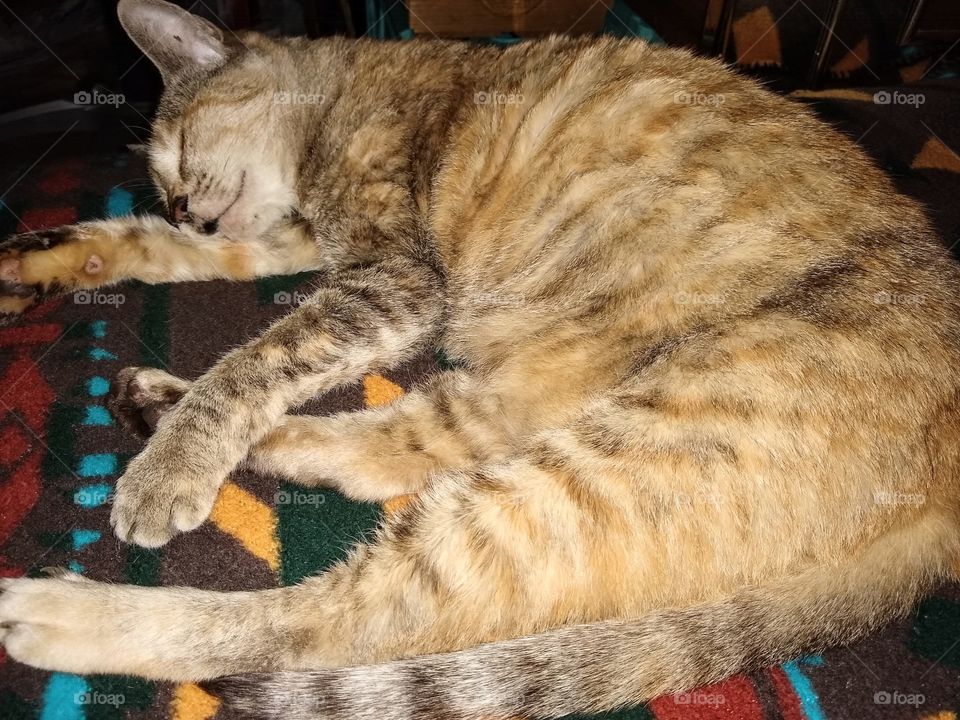 Pet cat, Moloko - a feral rescue asleep on a favorite blanket
