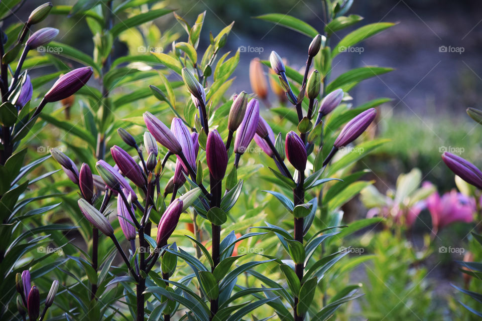 Nature, No Person, Summer, Leaf, Flora