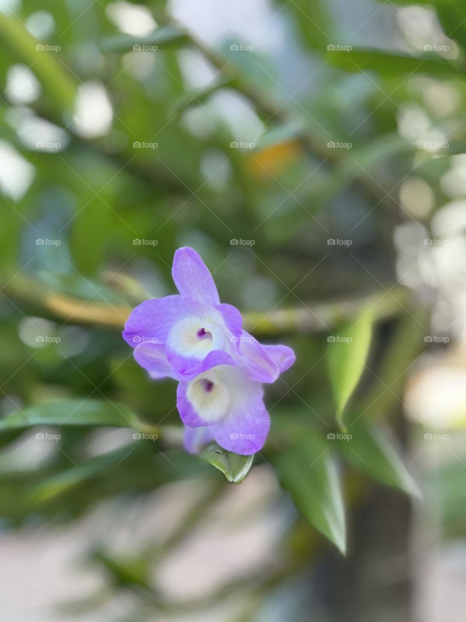 Purple flower 