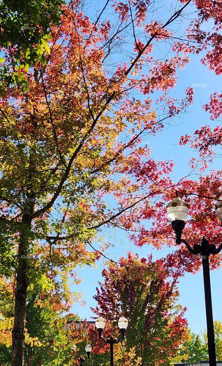 bright red orange yellow green leaves on Autumn trees with lamp posts on a sunny October afternoon in a suburban Oregon neighborhood