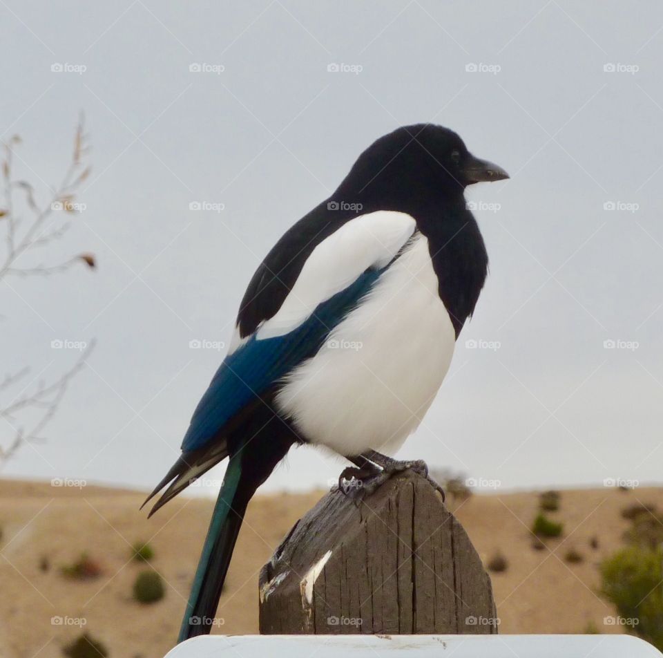 Bird on Perched on a Post