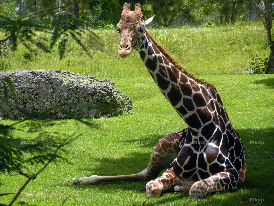 Giraffe relaxing and sitting pretty

