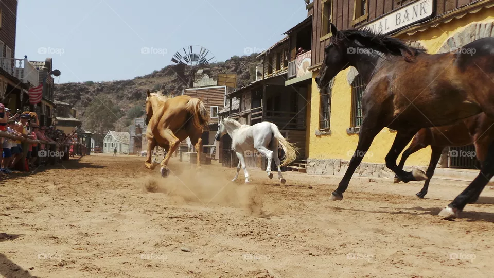 Mammal, Horse, Cavalry, Livestock, Cowman