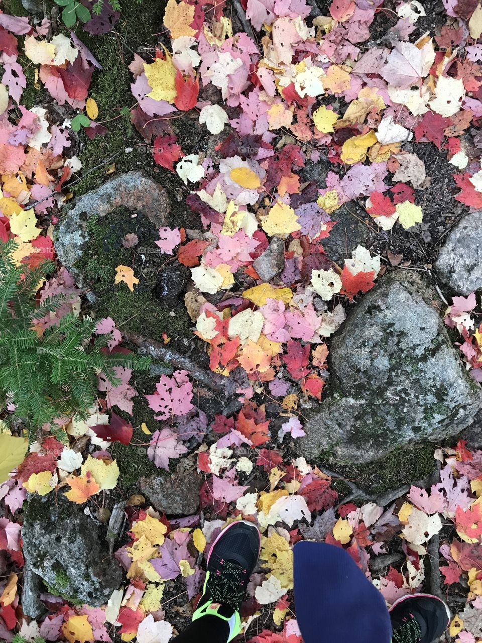 Fall, colourful leads. Ground picture from a hike in Cape Breton, Nova Scotia.