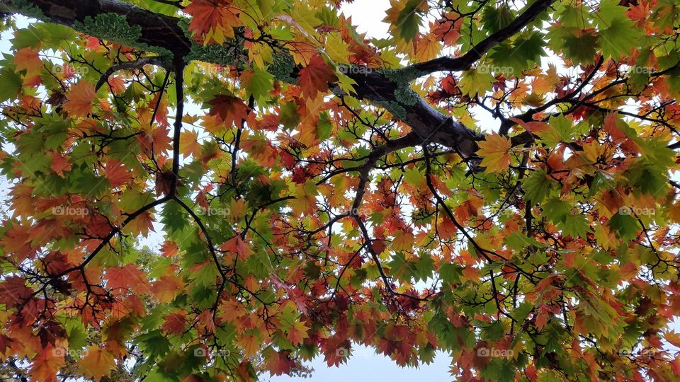 Colorful autumn leaves