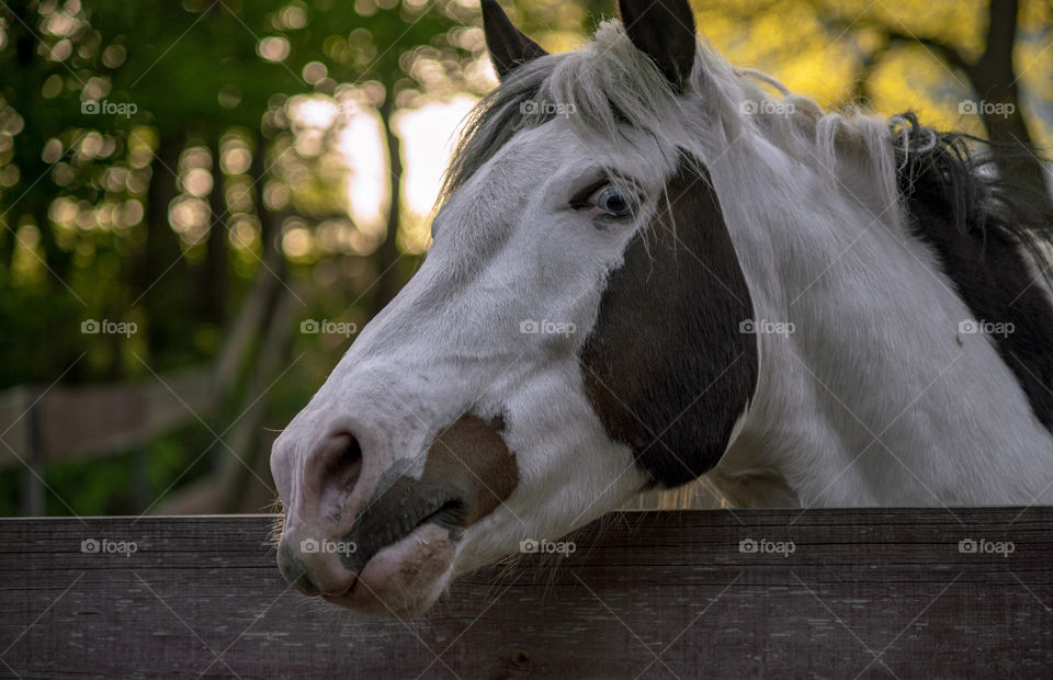 Horse standing near fence