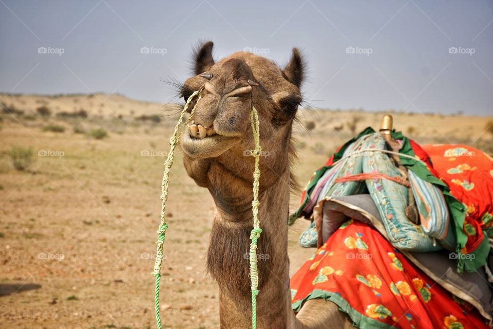 camel