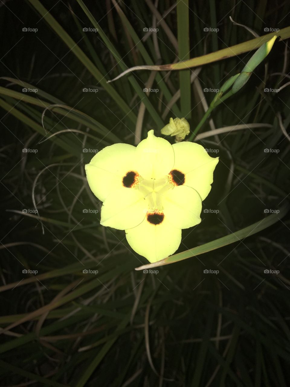 Night flowers 