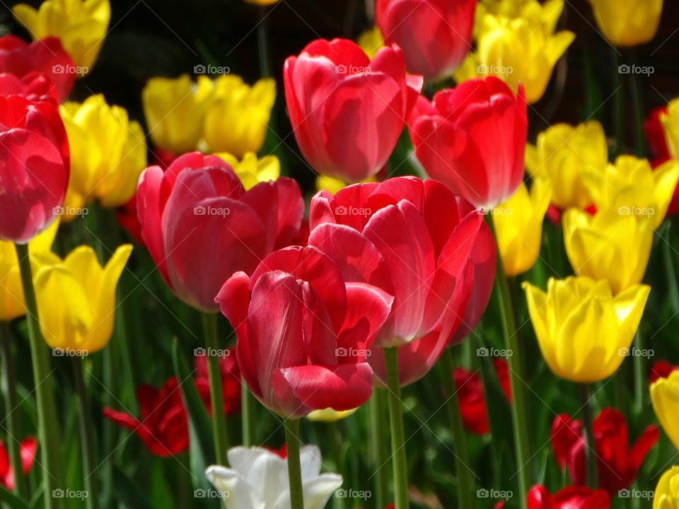 Tulips flowers