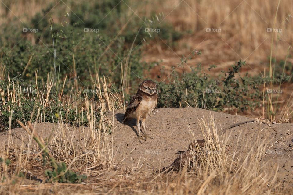 Cute little burrowing owl