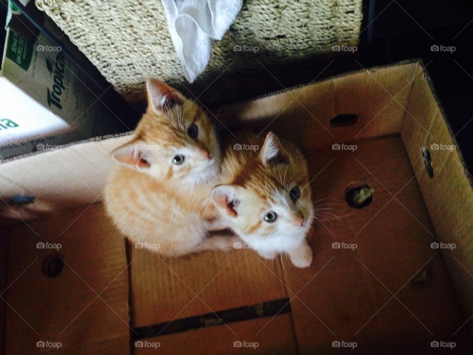 Kitten brothers 
