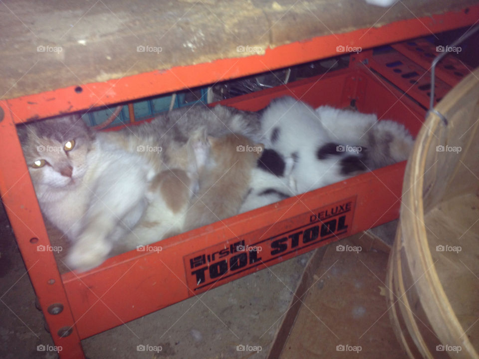kittens newborns tool box by sarahrutherford