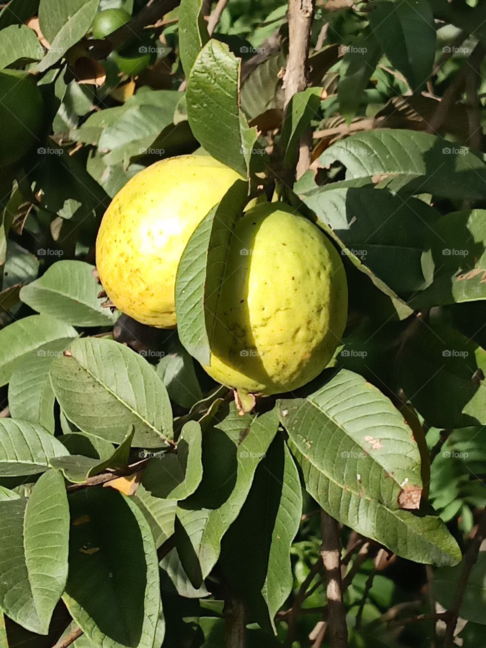 guava