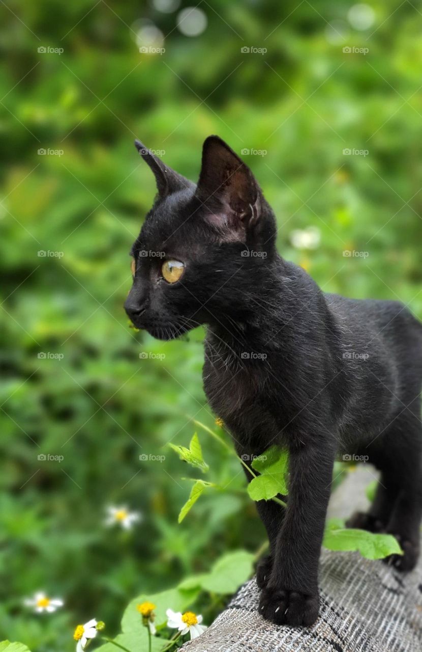 Bombay Cat Standing on Fence