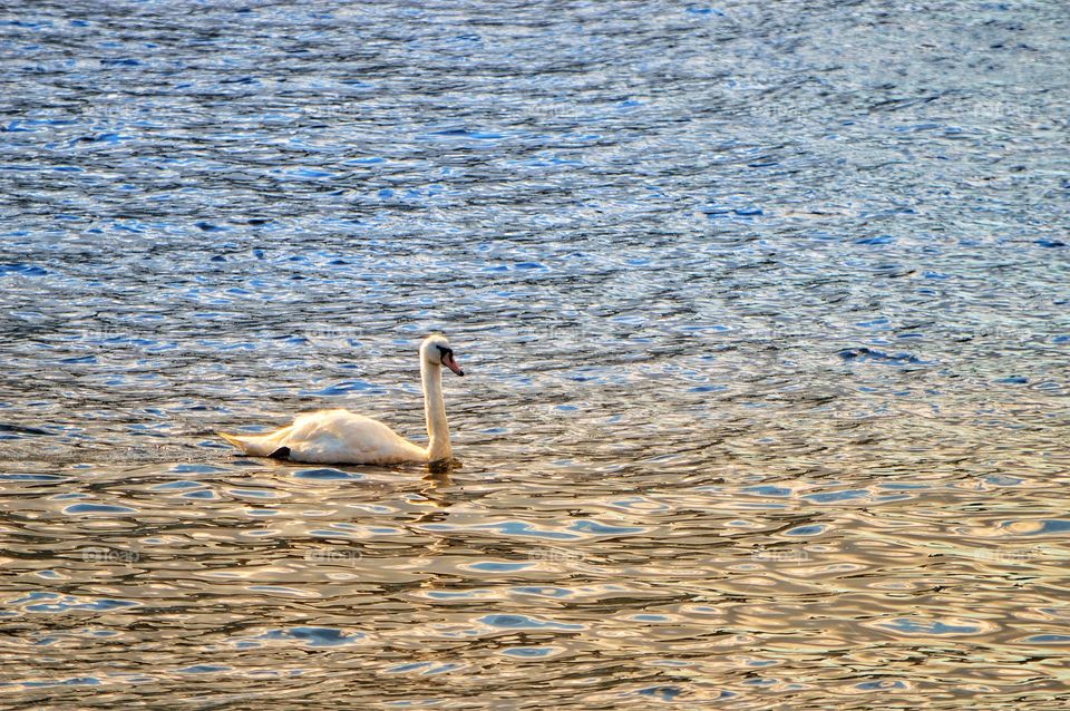 Swan in the morning