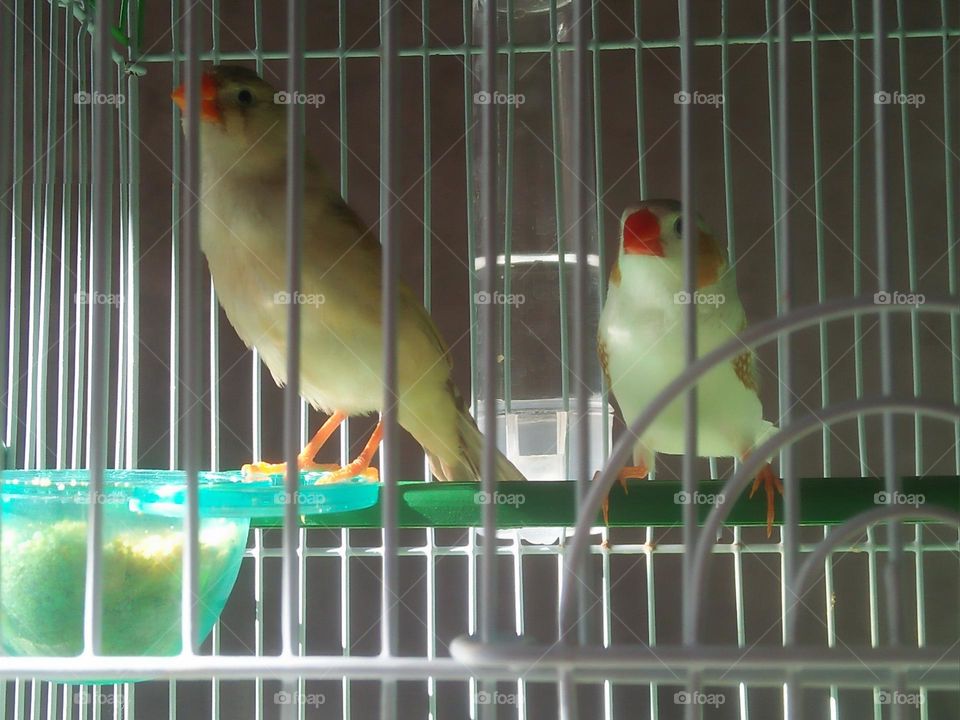  Colored birds inside the cage