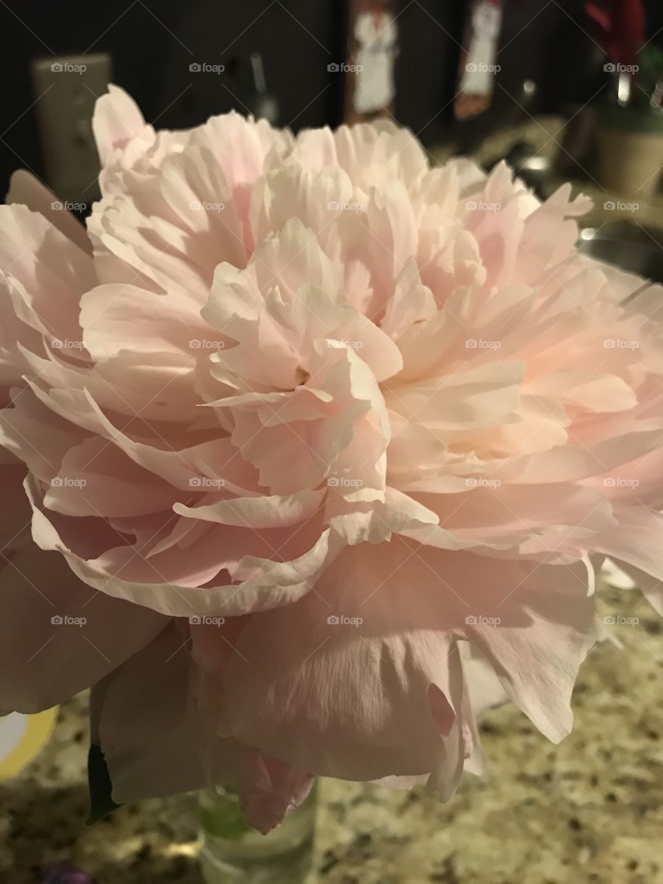 Pink peony