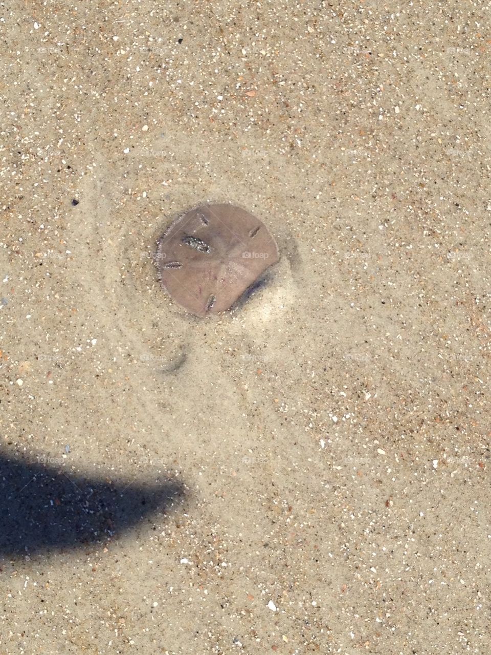 Sand dollar