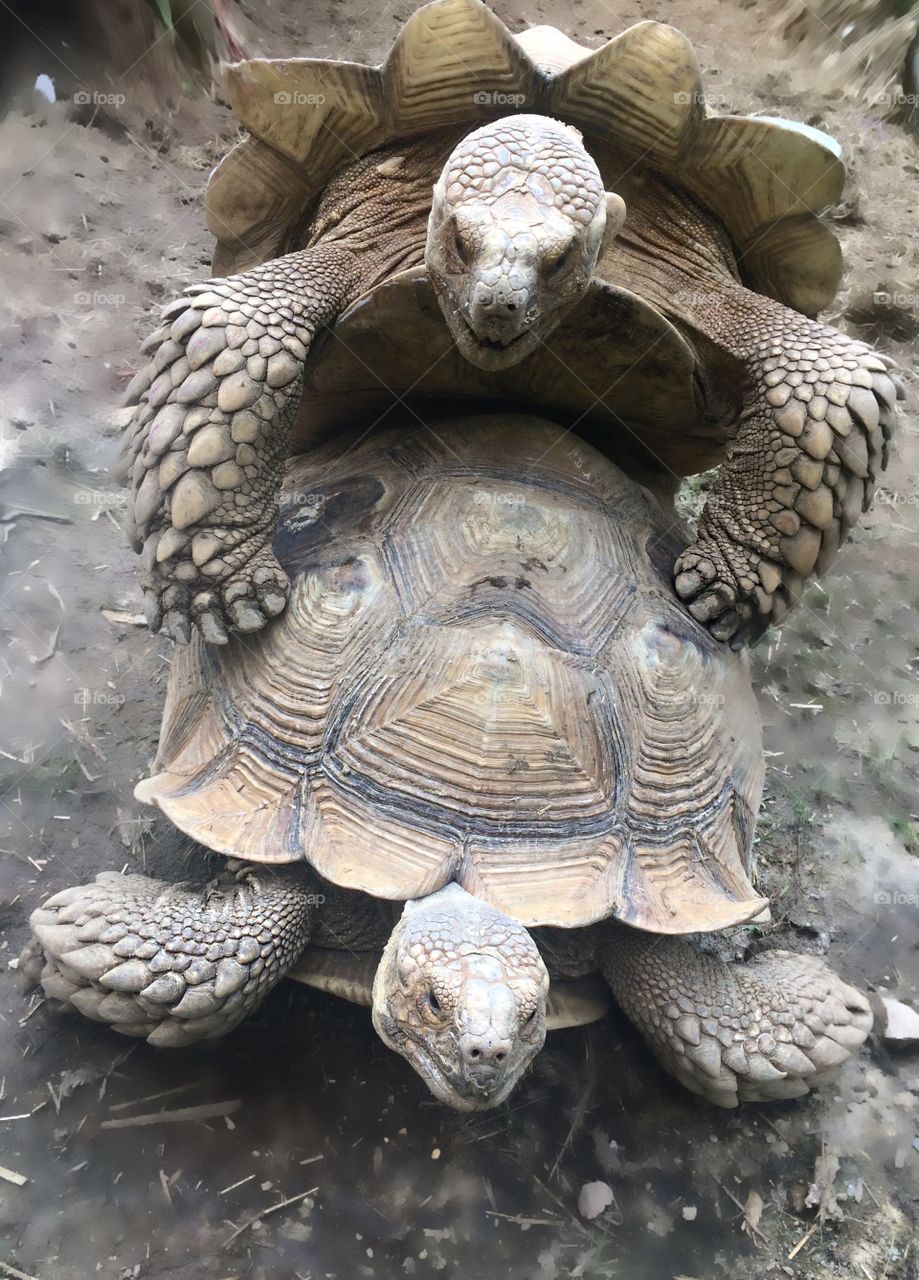 Two large tortoises mating Sulcata giant tortoises African spur thigh turtles breeding 