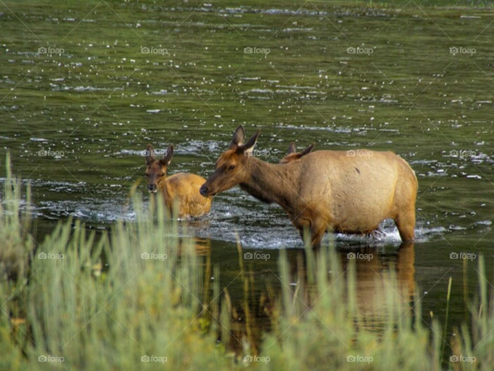 Elk and young