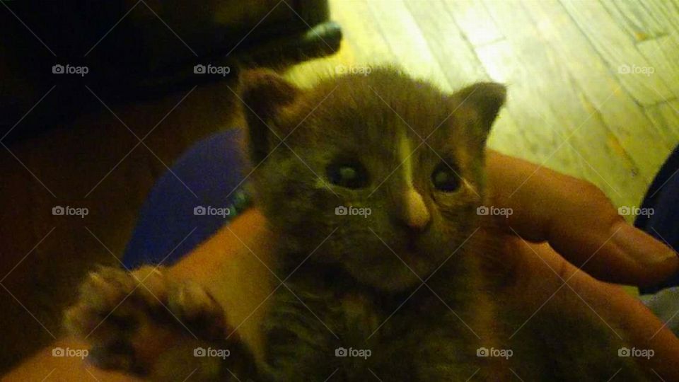 kitten happy by sunny window