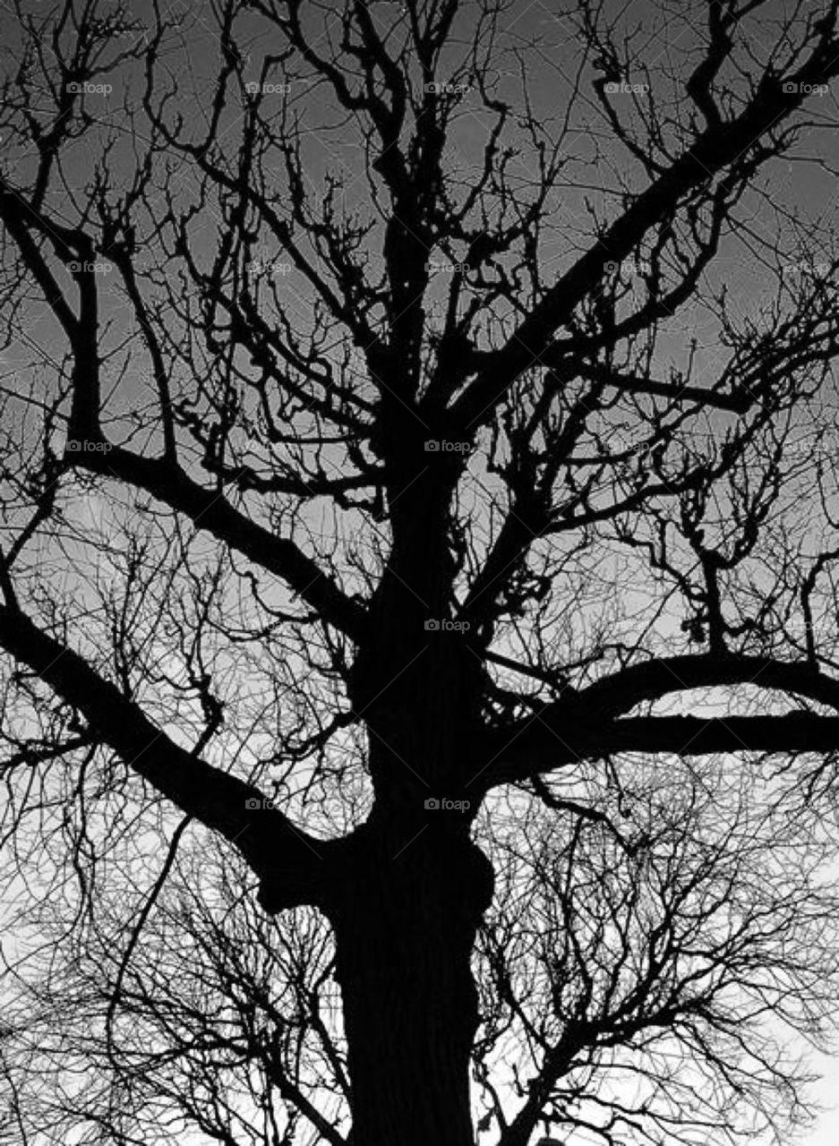 Black tree