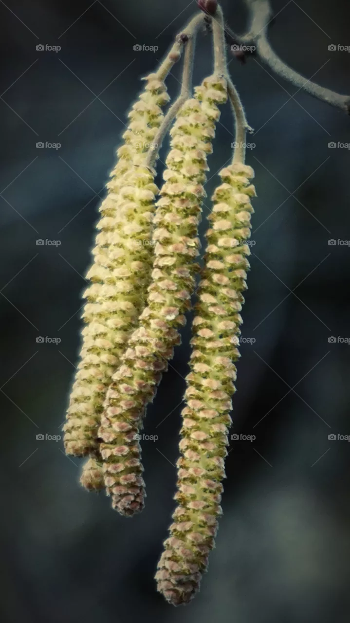 flora