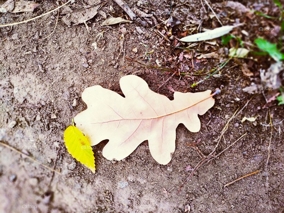 yellow leaf