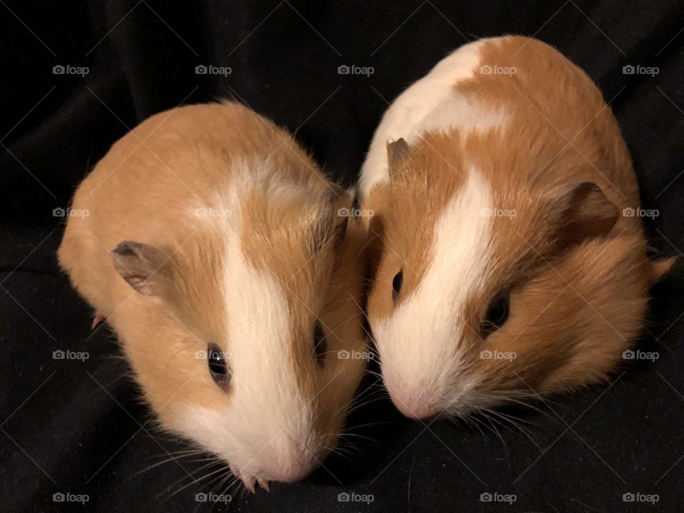 Two adorable guinea pigs