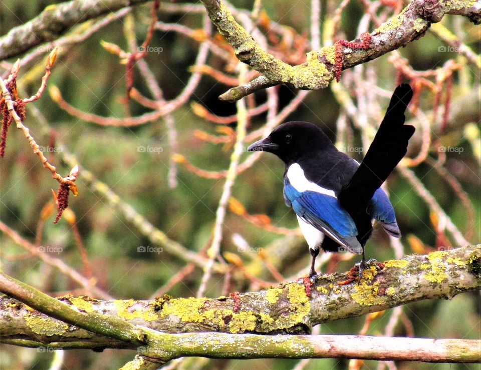 magpie