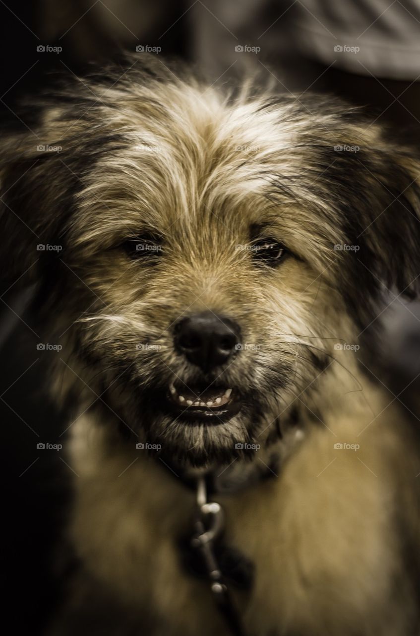 Puppy looking at camera