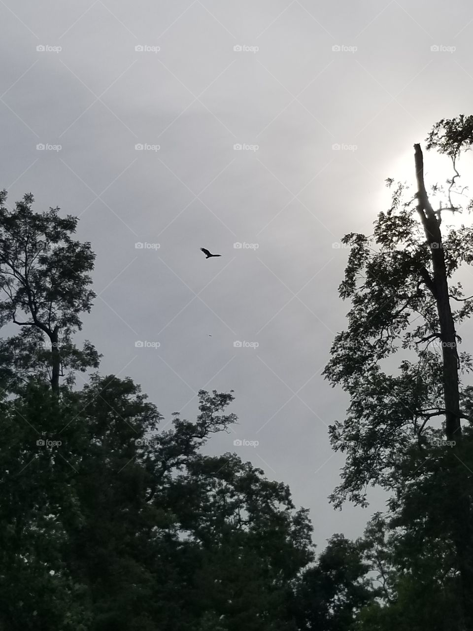 Niagara falls ont skies