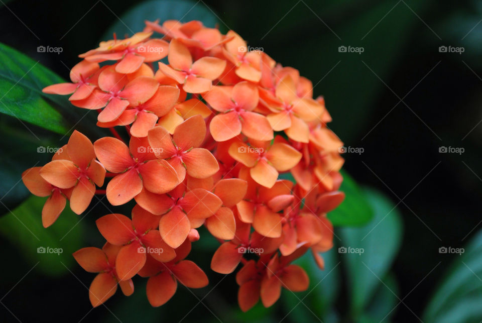botanical nature flower orange by evelia