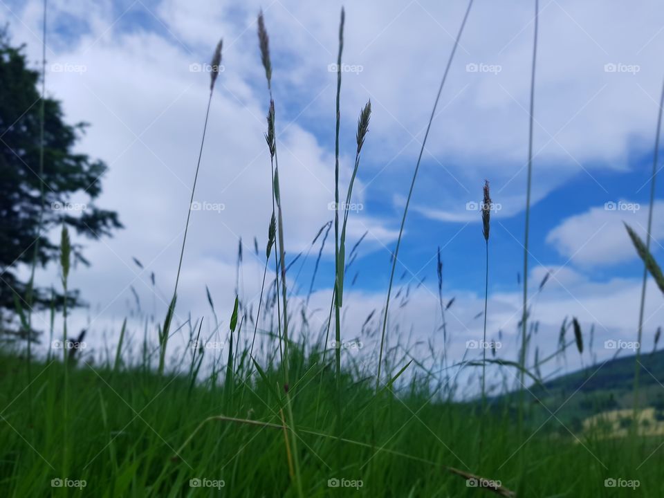 Grass field blue sky tree
