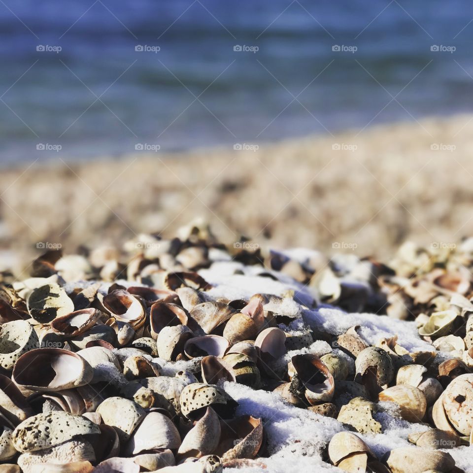 Heap of seashells on beach